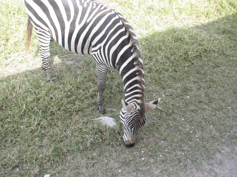 Korktugumuz zebra