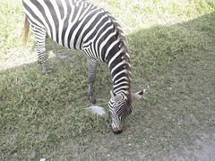 Korktugumuz zebra